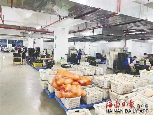 人民日报客户端关注 海口 一棵平价菜的进城日记